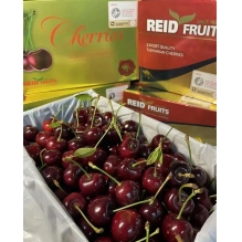  澳洲顶级Reid FRUITS(塔斯马尼亚州）金袋鼠水果车厘子大樱桃2KG（4斤） 果园直发 澳洲进口 顺丰冷链直邮包邮  