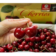  澳洲顶级Reid FRUITS(塔斯马尼亚州）金袋鼠水果车厘子大樱桃2KG（4斤） 果园直发 澳洲进口 顺丰冷链直邮包邮  