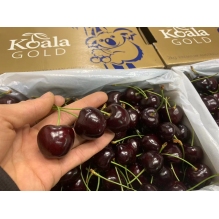 【上新特批价】新包装澳洲koala考拉车厘子 樱桃2kg礼盒装  金色红色包se装随机