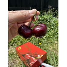 上新澳洲CEDEL车厘子2kg礼盒装